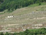 Donau (Danube) River / Wachau Valley - 08