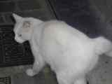 Belgian Cat #3