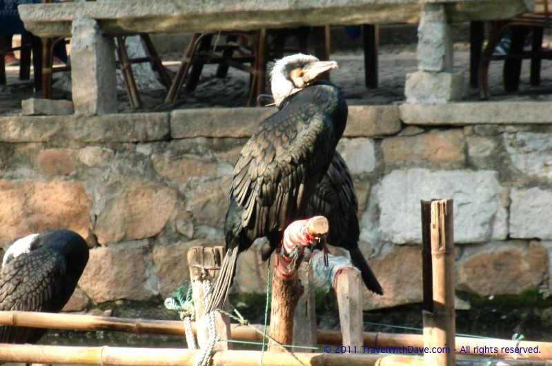 Tongli - 19
