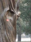 Temple of Heaven - 11