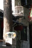 Tongli - 18