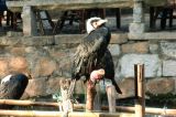 Tongli - 19