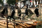 Tongli - 20